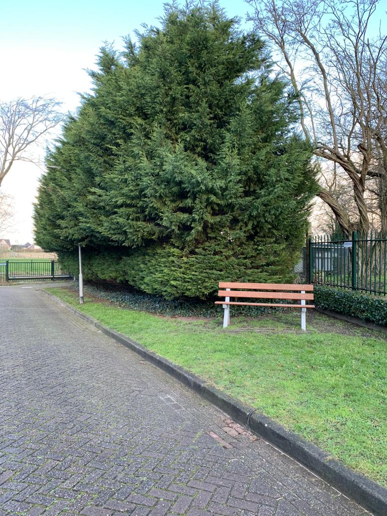 De coniferenhaag aan de Kloosterweg gaat verdwijnen.